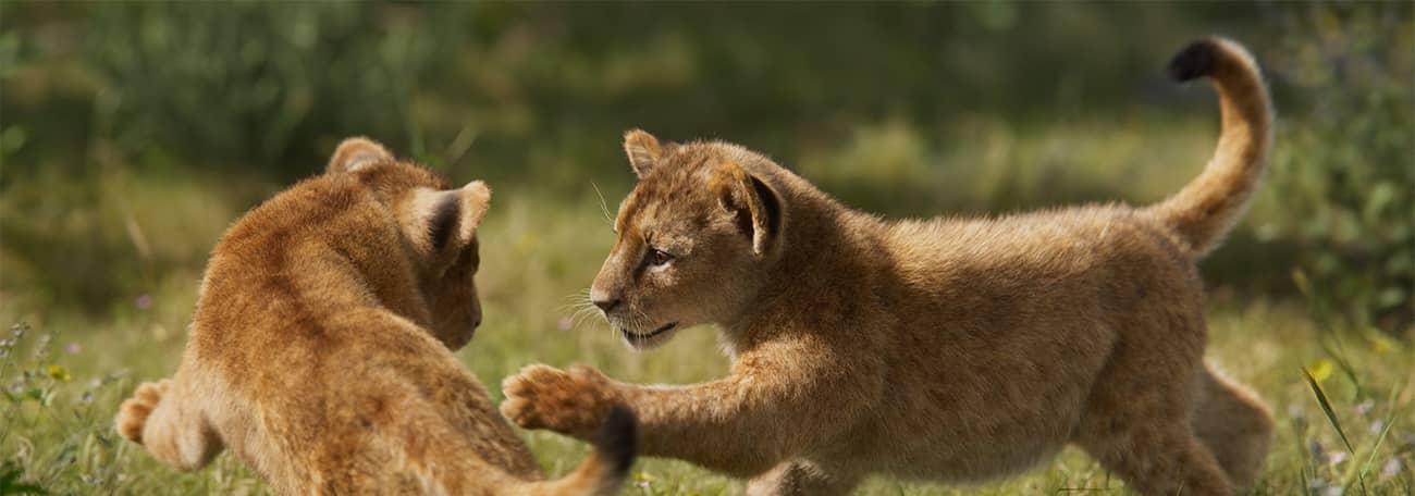 图片[1]1Li-Digital Art Education【模型】Blender影视级高精度狮子模型（带动画）1Li-Digital Art Education1Li