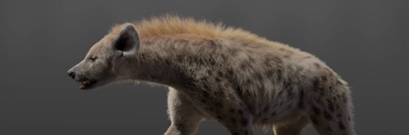 【模型】Blender影视级高精度鬣狗模型（带动画）1Li-Digital Art Education1Li