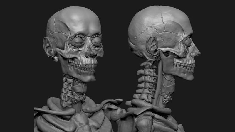 人物雕刻必看！！Zbrush角色面部解剖雕刻教程1Li-Digital Art Education1Li