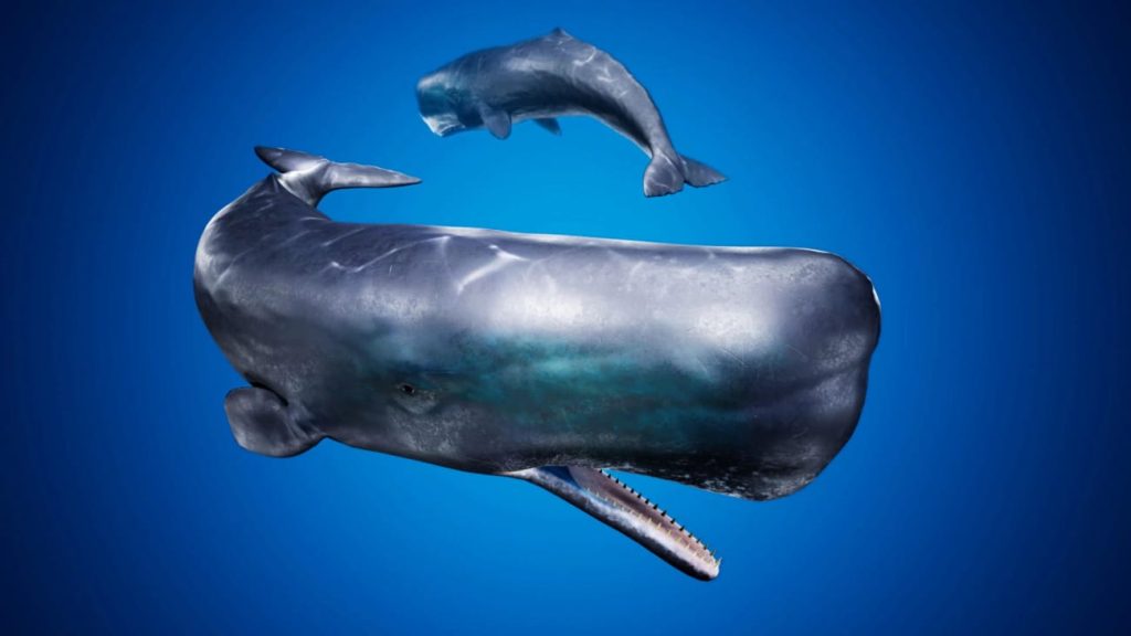 图片[9]1Li-Digital Art Education【UE资源】海洋动物超级包-Ocean Animals MEGA Pack1Li-Digital Art Education1Li