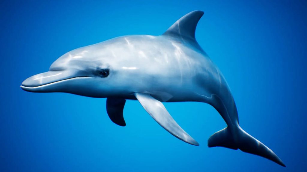 图片[12]1Li-Digital Art Education【UE资源】海洋动物超级包-Ocean Animals MEGA Pack1Li-Digital Art Education1Li