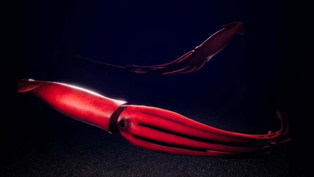 图片[13]1Li-Digital Art Education【UE资源】海洋动物超级包-Ocean Animals MEGA Pack1Li-Digital Art Education1Li