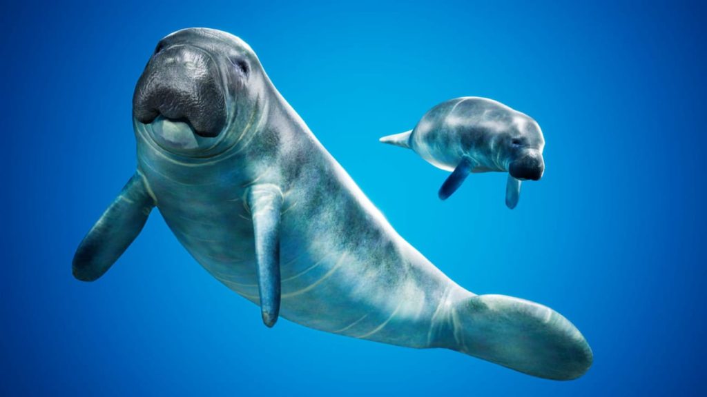 图片[10]1Li-Digital Art Education【UE资源】海洋动物超级包-Ocean Animals MEGA Pack1Li-Digital Art Education1Li