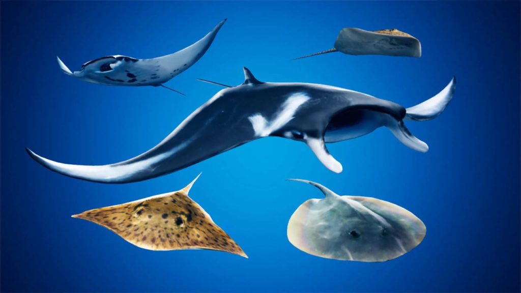 图片[11]1Li-Digital Art Education【UE资源】海洋动物超级包-Ocean Animals MEGA Pack1Li-Digital Art Education1Li