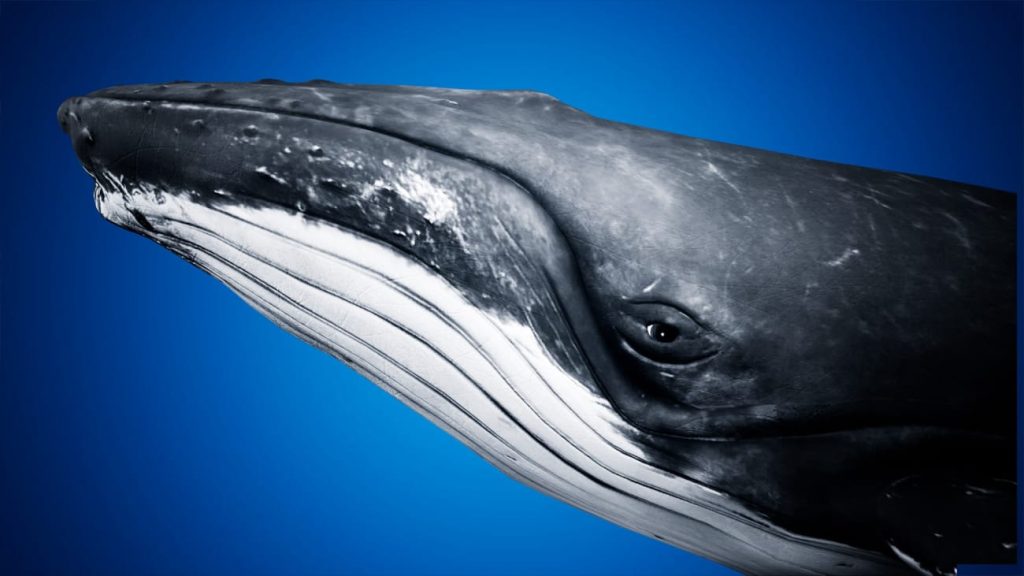 图片[7]1Li-Digital Art Education【UE资源】海洋动物超级包-Ocean Animals MEGA Pack1Li-Digital Art Education1Li