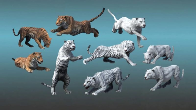 【UE资源】老虎角色资源（包含动画）-Asian Animal – Tiger1Li-Digital Art Education1Li