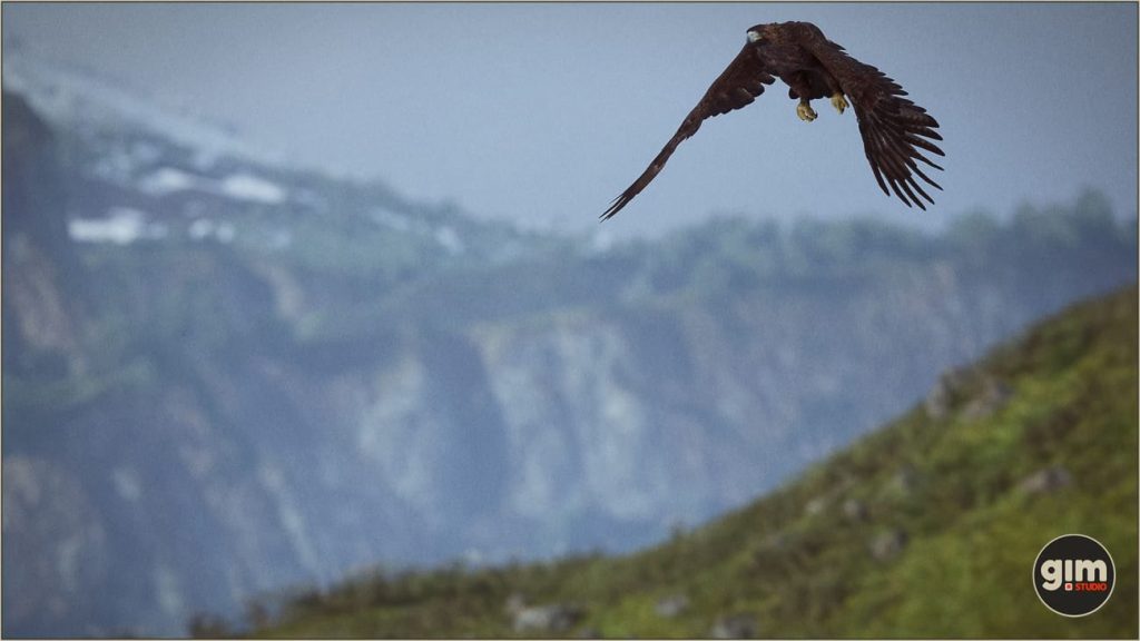 图片[3]1Li-Digital Art Education【UE资源】白头鹰和金雕（绑定+动画）-Animalia – Bald and Golden Eagle1Li-Digital Art Education1Li