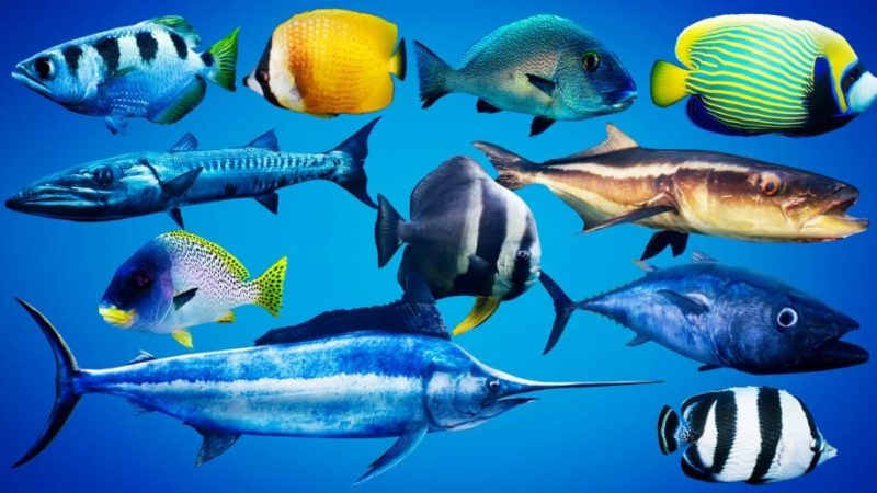 【UE资源】鱼群系统-Fish for Fish School System1Li-Digital Art Education1Li