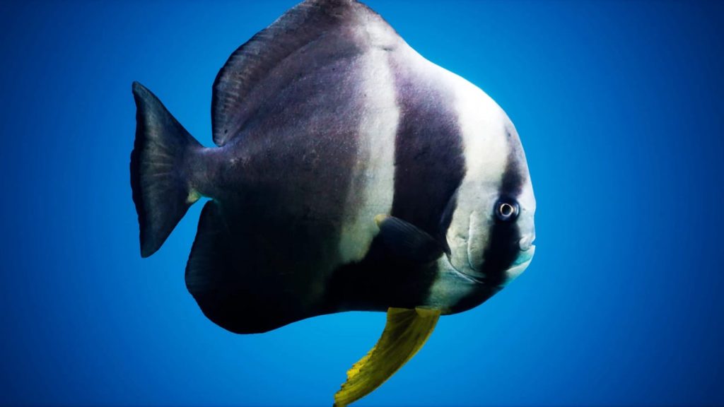 图片[6]1Li-Digital Art Education【UE资源】鱼群系统-Fish for Fish School System1Li-Digital Art Education1Li