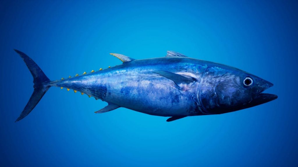 图片[7]1Li-Digital Art Education【UE资源】鱼群系统-Fish for Fish School System1Li-Digital Art Education1Li