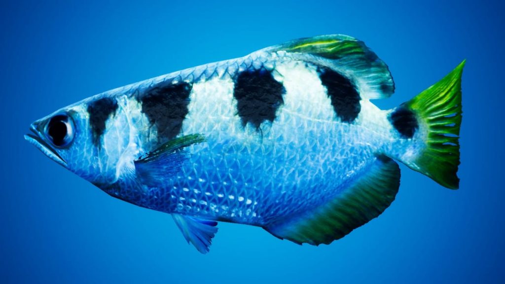 图片[1]1Li-Digital Art Education【UE资源】鱼群系统-Fish for Fish School System1Li-Digital Art Education1Li