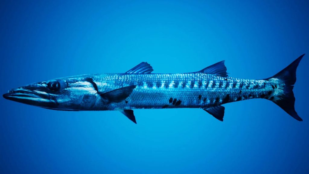 图片[2]1Li-Digital Art Education【UE资源】鱼群系统-Fish for Fish School System1Li-Digital Art Education1Li