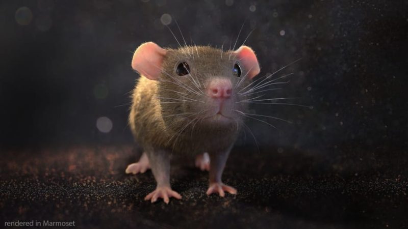 【UE资源】逼真的老鼠-Mouse1Li-Digital Art Education1Li
