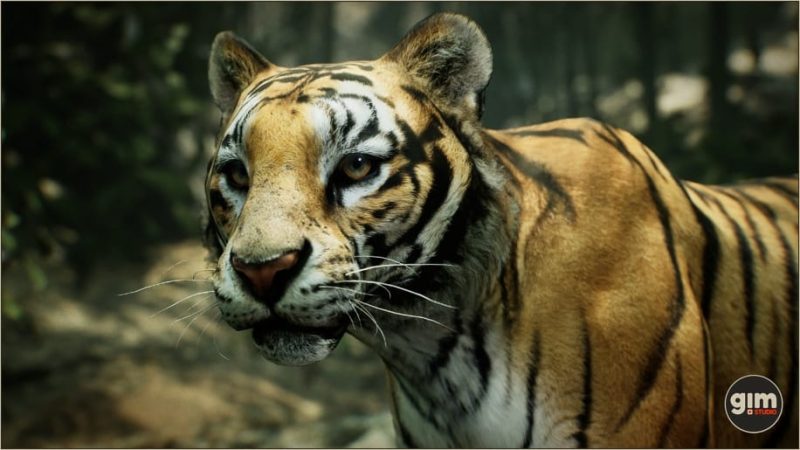 【UE资源】老虎资源包-Animalia – Tiger (male)1Li-Digital Art Education1Li