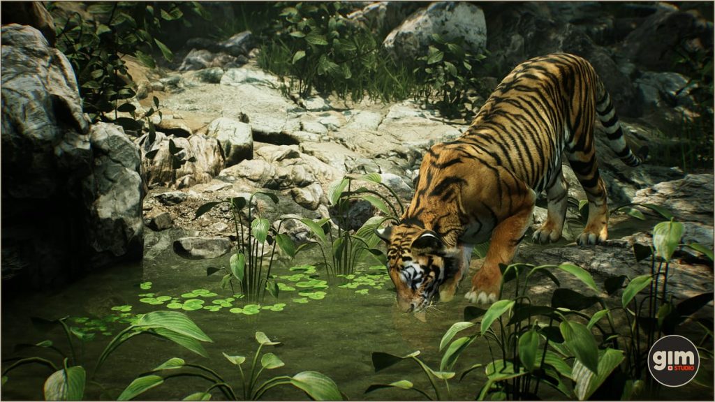 图片[5]1Li-Digital Art Education【UE资源】老虎资源包-Animalia – Tiger (male)1Li-Digital Art Education1Li