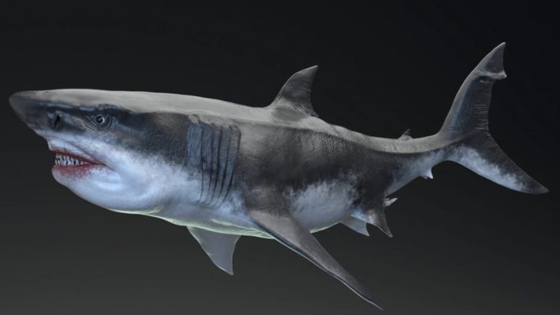 【UE资源】海洋系列巨齿鲨-MEGALODON - Sea Monster Series 51Li-Digital Art Education1Li