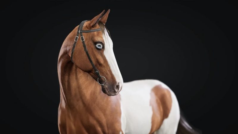 【UE资源】马群动画合集包-Horse Herd1Li-Digital Art Education1Li