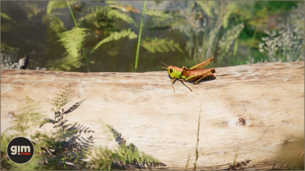 图片[4]1Li-Digital Art Education【UE资源】逼真的蚱蜢包-Animalia - Meadow Grasshopper1Li-Digital Art Education1Li