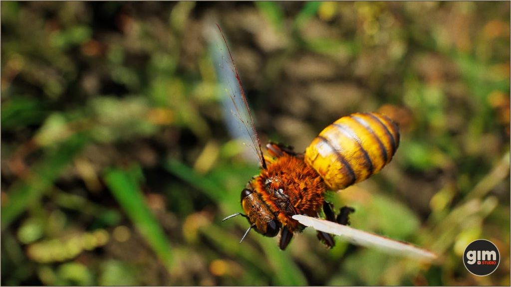 图片[4]1Li-Digital Art Education【UE资源】逼真的昆虫 蜜蜂-Animalia - Honeybee1Li-Digital Art Education1Li