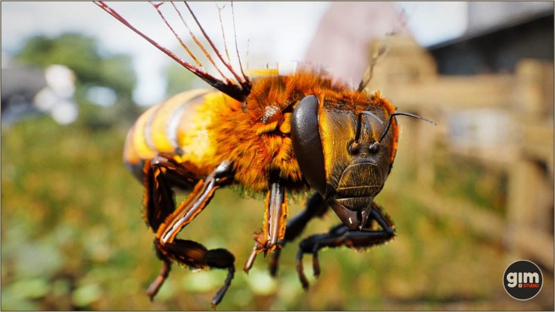 【UE资源】逼真的昆虫 蜜蜂-Animalia - Honeybee1Li-Digital Art Education1Li