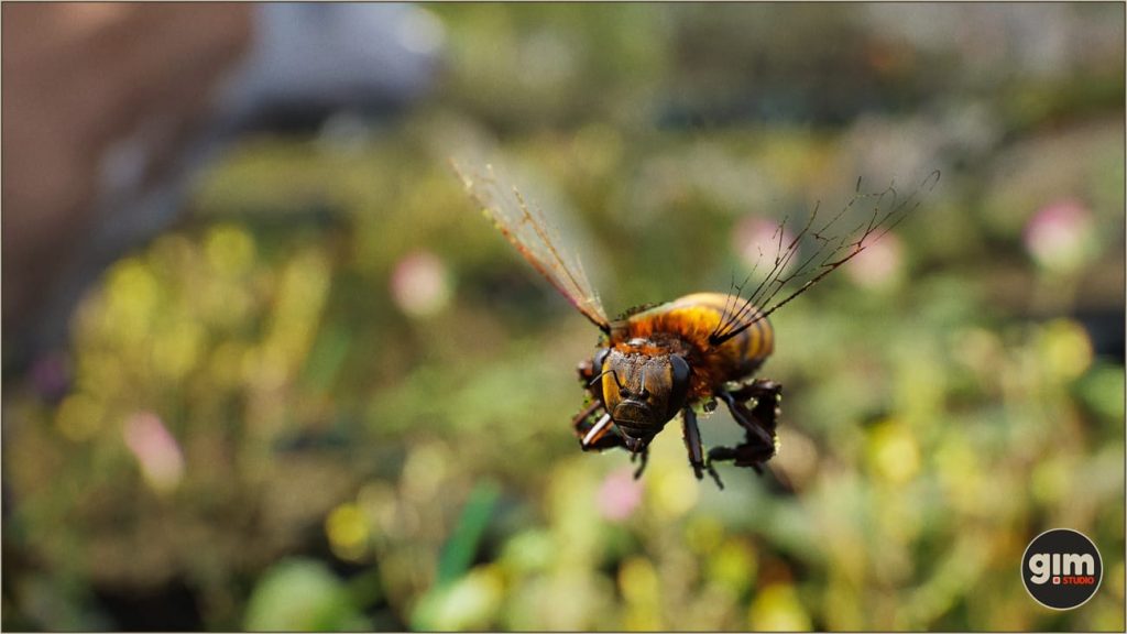 图片[3]1Li-Digital Art Education【UE资源】逼真的昆虫 蜜蜂-Animalia - Honeybee1Li-Digital Art Education1Li