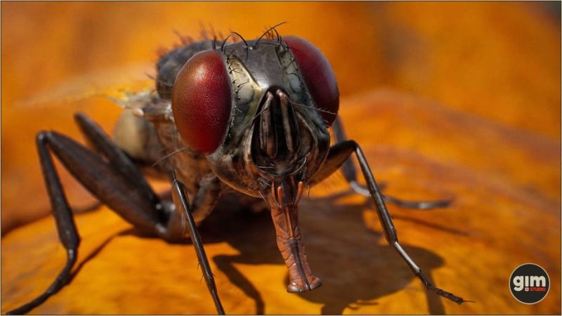 【UE资源】逼真的昆虫 苍蝇-Animalia - Housefly1Li-Digital Art Education1Li