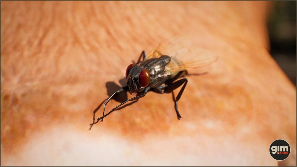 图片[4]1Li-Digital Art Education【UE资源】逼真的昆虫 苍蝇-Animalia - Housefly1Li-Digital Art Education1Li