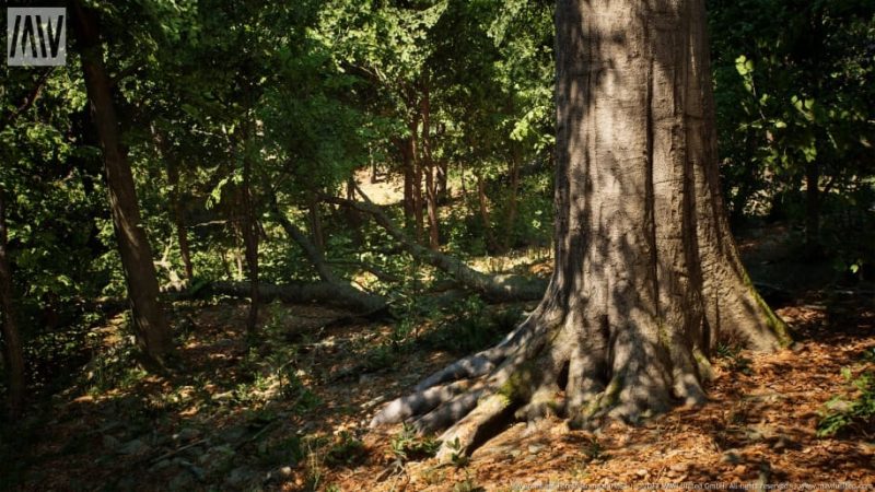 【UE资源】阔叶树林场景资源-MW Broadleaf Trees Forest Biome1Li-Digital Art Education1Li
