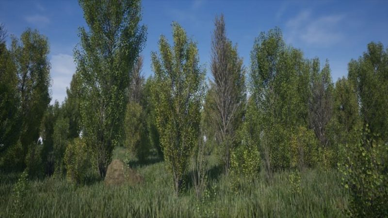 【UE资源】树林环境包-Poplars Pack (Populus nigra f. pyramidalis)1Li-Digital Art Education1Li