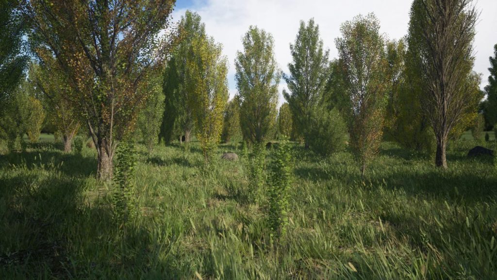 图片[7]1Li-Digital Art Education【UE资源】树林环境包-Poplars Pack (Populus nigra f. pyramidalis)1Li-Digital Art Education1Li
