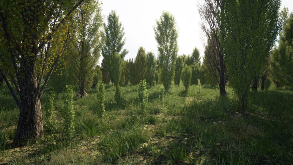 图片[3]1Li-Digital Art Education【UE资源】树林环境包-Poplars Pack (Populus nigra f. pyramidalis)1Li-Digital Art Education1Li