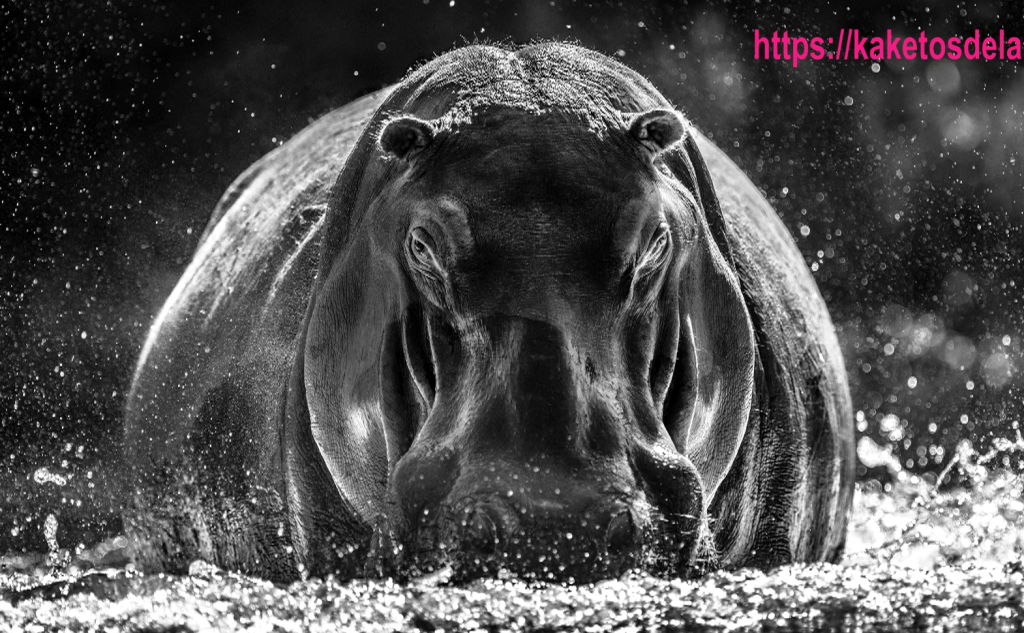 图片[1]1Li-Digital Art EducationMasters Of Photography - 摄影探索大师班1Li-Digital Art Education1Li