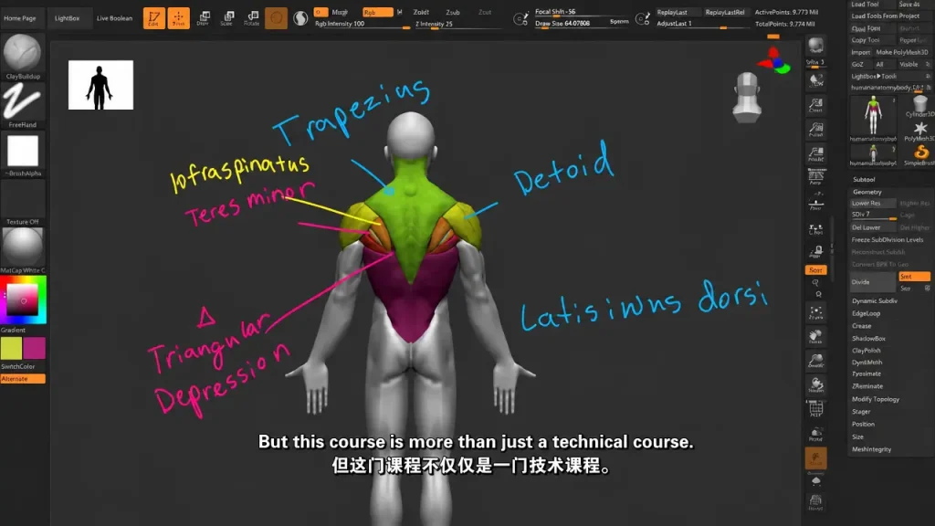 图片[2]1Li-Digital Art Education面向三维艺术家的人体解剖学课程1Li-Digital Art Education1Li